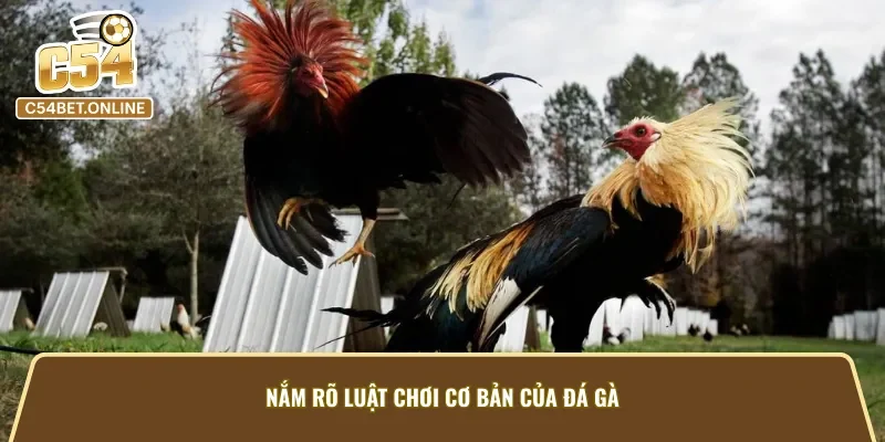 Luật chơi cần nắm khi chơi đá gà cựa dao