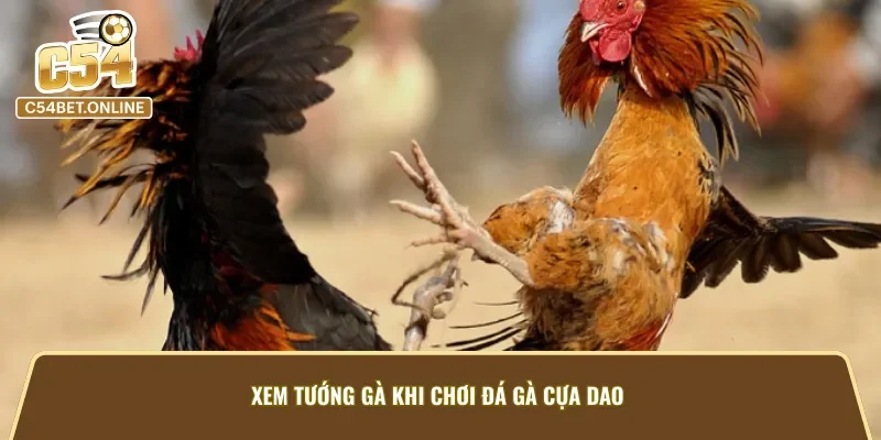 Chiến thuật đánh đâu thắng đó chỉ có tại đá gà cựa dao