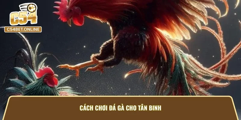 Cách chơi đá gà Thomo hữu ích cho tân thủ