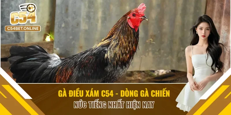 Gà Điều Xám