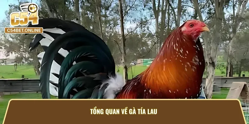 Giới thiệu tổng quan về giống gà Tía Lau